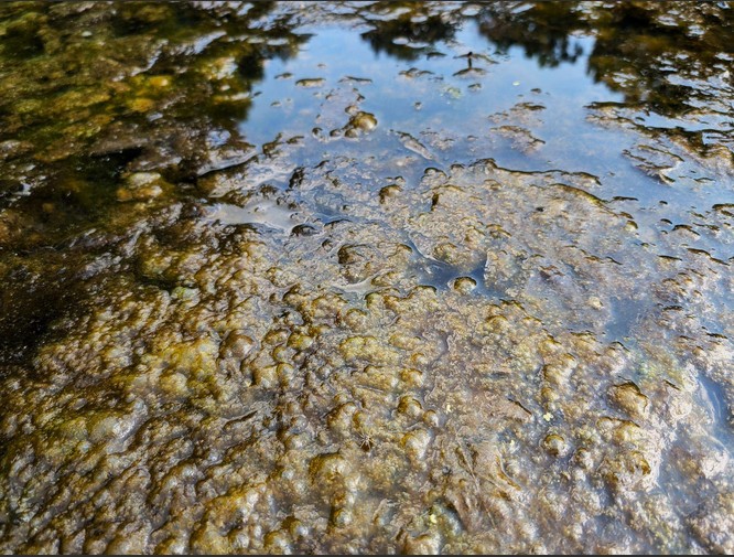 Green algae 2.jpg